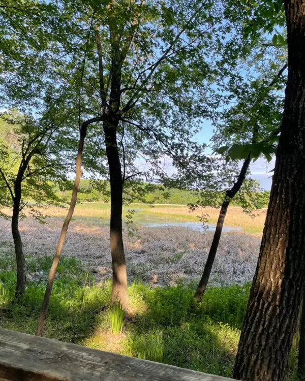 Scenic view of a forest with trees and a clear sky